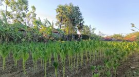Kondisi tembakau di Madura.