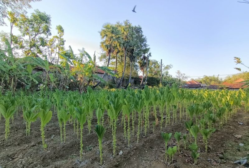 Kondisi tembakau di Madura.