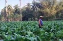 Ilustrasi seorang petani tembakau 