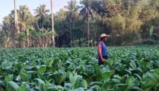 Ilustrasi seorang petani tembakau