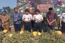 Suasana kegiatan Petik hasil panen semangka gold.