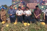 Suasana kegiatan Petik hasil panen semangka gold.
