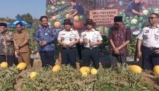 Suasana kegiatan Petik hasil panen semangka gold.