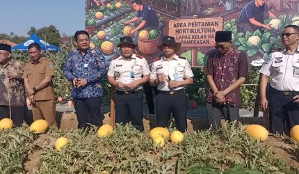 Suasana kegiatan Petik hasil panen semangka gold.