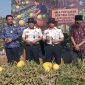 Suasana kegiatan Petik hasil panen semangka gold.